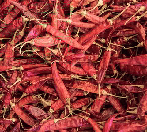 Learn the features of Bhivapuri Chili