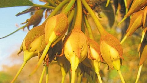 मोह फुलांचा वाढेल गोडवा