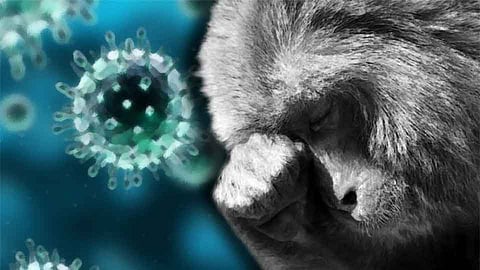 Dead Monkey Found In Majgaon Sindhudurg Marathi News