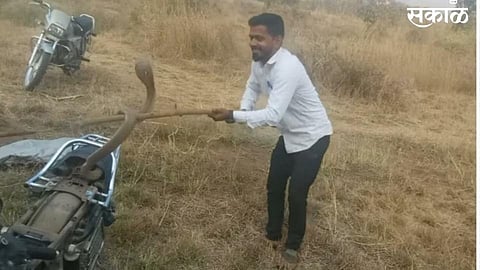 snake found in two wheeler one [person farm in sangli