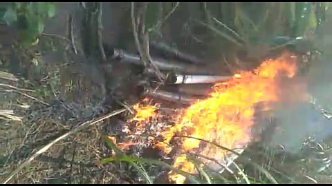 fire sugarcane in a field in Nagpur district