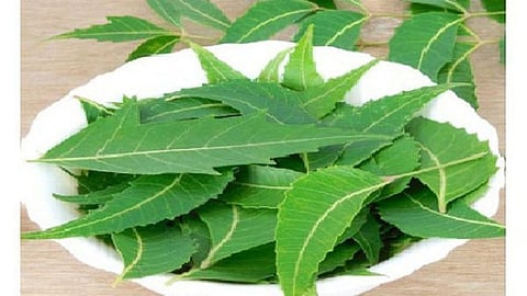 आता कडुनिंब पळविणार कोरोनाला? कसे ते वाचा