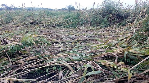 नांदेड - सततच्या पावसामुळे आणि उन्नी अळीच्या प्रादुर्भावामुळे शिवारात उन्मळून पडलेले ज्वारीचे पीक.