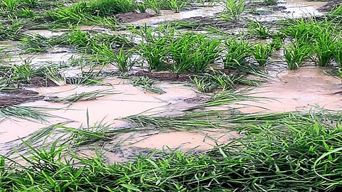 It Is Difficult For The Farmers Of Ajra Taluka To Survive Kolhapur Marathi News