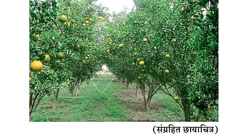 संत्रा, मोसंबी पट्ट्यातील फळबागधारक अडचणीत