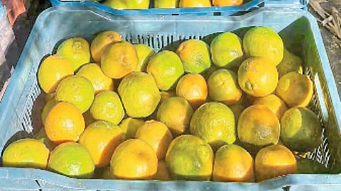 संत्रा क्रेटनिर्मिती व्यवसायात शोधली संधी