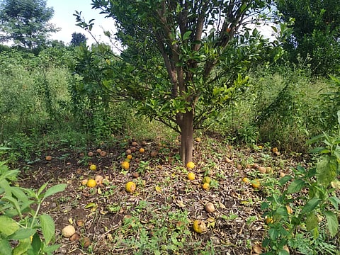 Akola News: Orange Ambia Bahara started leaking