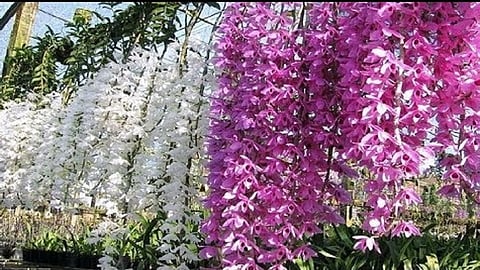 gulab Orchid and garnishiya flower receives a high rate in market