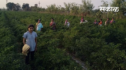 Moreshwar Balbude provided employment through agriculture
