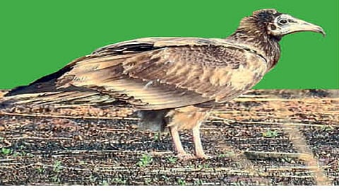 egyptian vulture found in ratnagiri yesterday after long time