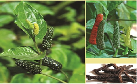 risk of destroyed panpimpali and musali herbs in amravati