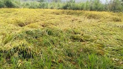 पनवेल : अवकाळी पावसामुळे तालुक्यातील भातशेतीचे मोठे नुकसान झाले आहे.