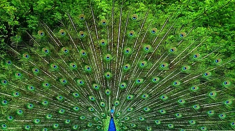 peacock