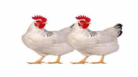 Samples Of Birds From The Sick Sent To Bhopal For Investigation; But There Is No Risk Of "bird flu" Kolhapur Marathi News