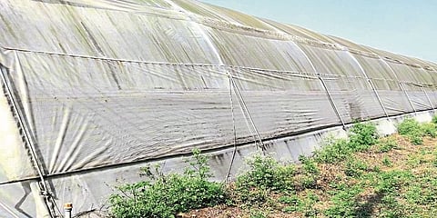 Debt recovery lawsuits against polyhouse owners; Trouble with the role of financial institutions