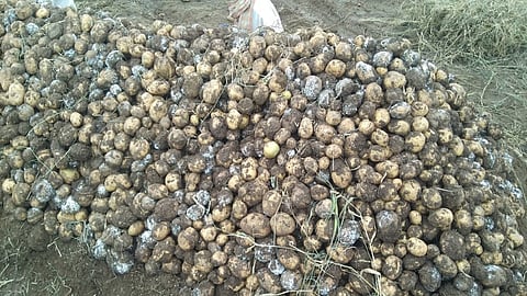 potato.jpg