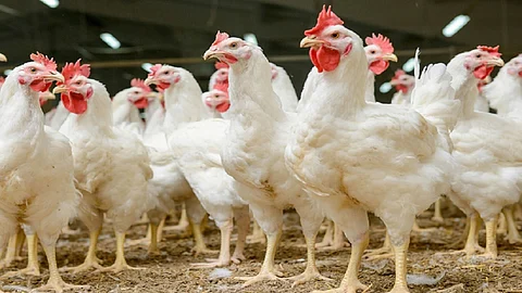 poultry