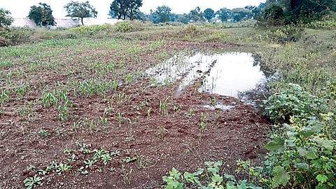 शेतकऱ्यांवर रब्बीच्या दुबार पेरणीचे सावट; पावसाचा धुमाकूळ अद्याप सुरूच