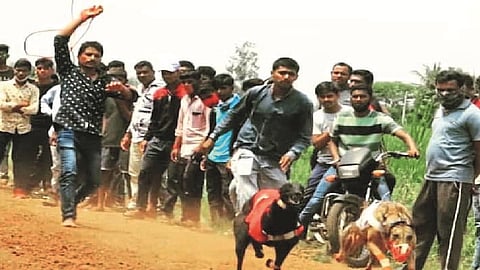 Dog racing craze among youth despite ban