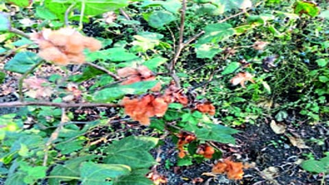 मारेगाव : शेतातील पऱ्हाटीला लागलेला रंगीत कापूस.