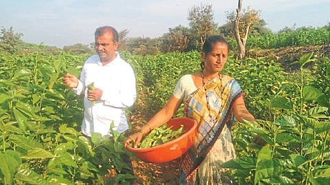 द्राक्ष पट्ट्यात दिशादर्शक रेशीम शेती