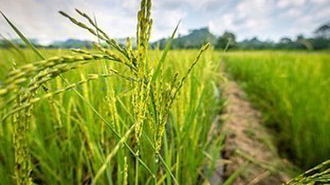 भात पीक जोमात, शेतकरी आनंदात; जिल्ह्यात समाधानकारक पाऊस!