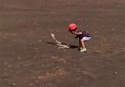 baby grabbed the cobras tail in front of the father video is going viral