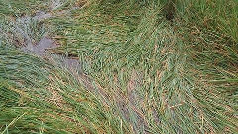 due to heavy rain in konkan area crop of rice lost by farmers cyclone damages last year and this year also in ratnagiri