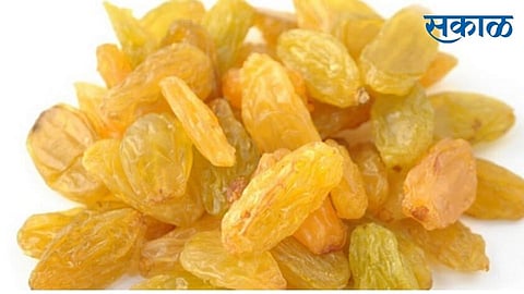 Green raisins got highest rate; 400 tons arrives at Tasgaon market
