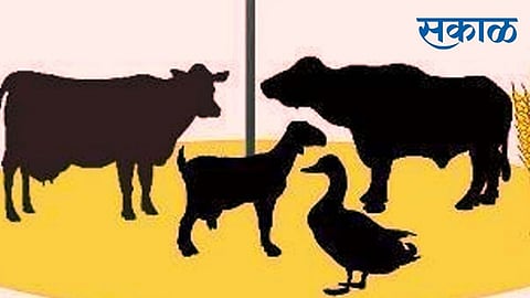 Declining livestock worrying; Production costs do not match