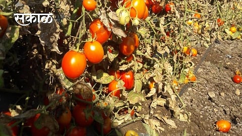 sakal_Tomato