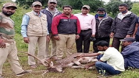 number of animals increased in Wild pigs cows in villages like Halshiwadi Gundpi Bhambarda Mendhegali Hattarwad