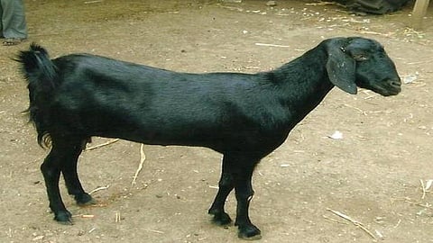 billy goat legs demanded by a people during lockdown period in ratnagiri
