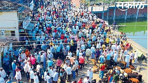 village level festival cancelled but sheeps selling increase in kolhapur