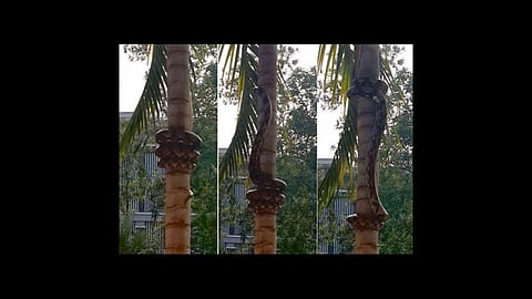 python snake climb tree video viral