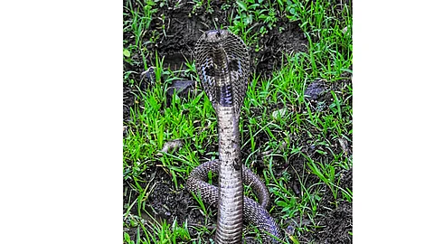 snake.jpg