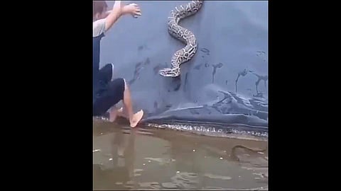shocking viral video man plucking snake out water and then python comes