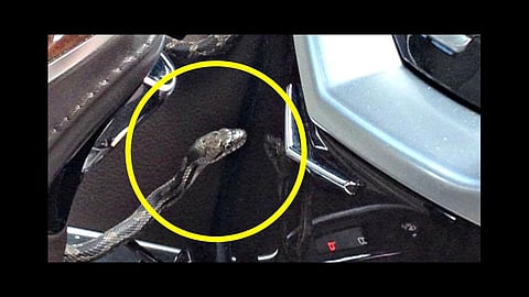 woman found venomous snake in cars glove box at australia video viral