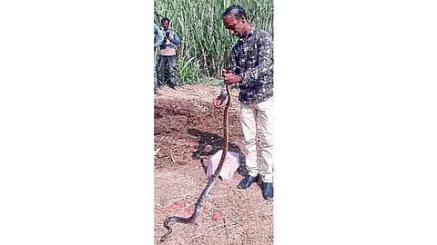 Ichlkarnji Snake Came From Civilian Settlement