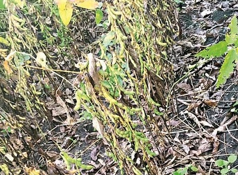 soybean producer farmer waiting for help in nagpur