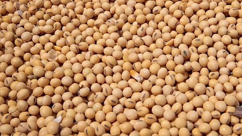 Soybeans are not listed on Satbari, so how to sell?