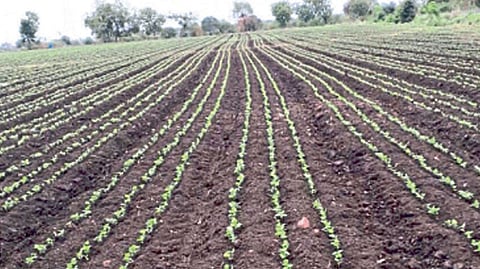 यंदा राज्यात उन्हाळी हंगामात पेरण्यांचा टक्का वाढला