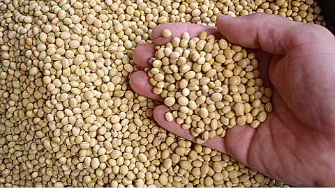 soybean seeds rate increases in amravati