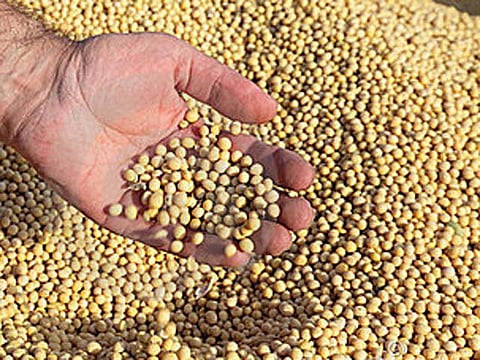 soybeans seed in akola.jpg