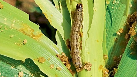 पूर्ण वाढ झालेली स्पोडोप्टेरा फ्रुगीपर्डा अळी