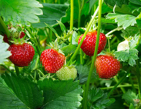 stawberry