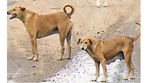 The stray dog fled her baby