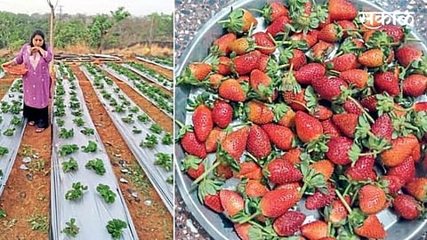 strawberry cultivation by homeopathy doctor in konkan ratnagiri