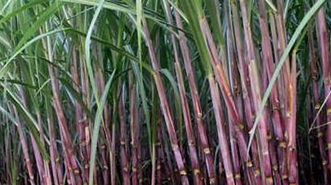 sugarcane Crop