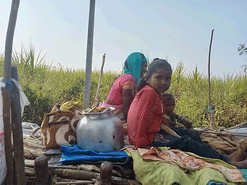 Manufacturers strive to make the season a success with the safety of cane harvesting workers